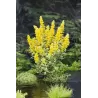Lysimachia Variegata P9C0.5