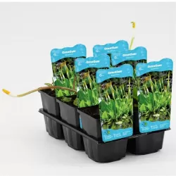 Orontium aquaticum P9C0.5