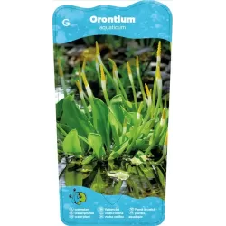 Orontium aquaticum P9C0.5