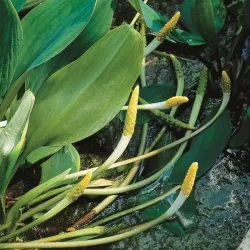 Orontium aquaticum P9C0.5