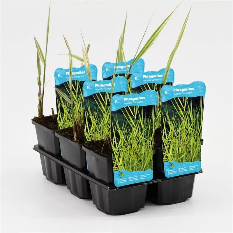 Phragmites australis Variegata P9C0.5