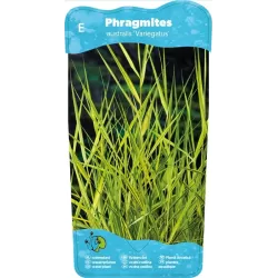 Phragmites australis Variegata P9C0.5