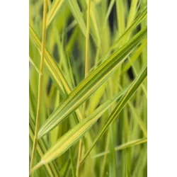 Phragmites australis Variegata P9C0.5