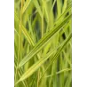 Phragmites australis Variegata P9C0.5