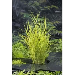 Phragmites australis Variegata P9C0.5