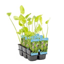 Pontederia cordata Pink Pons P9C0.5