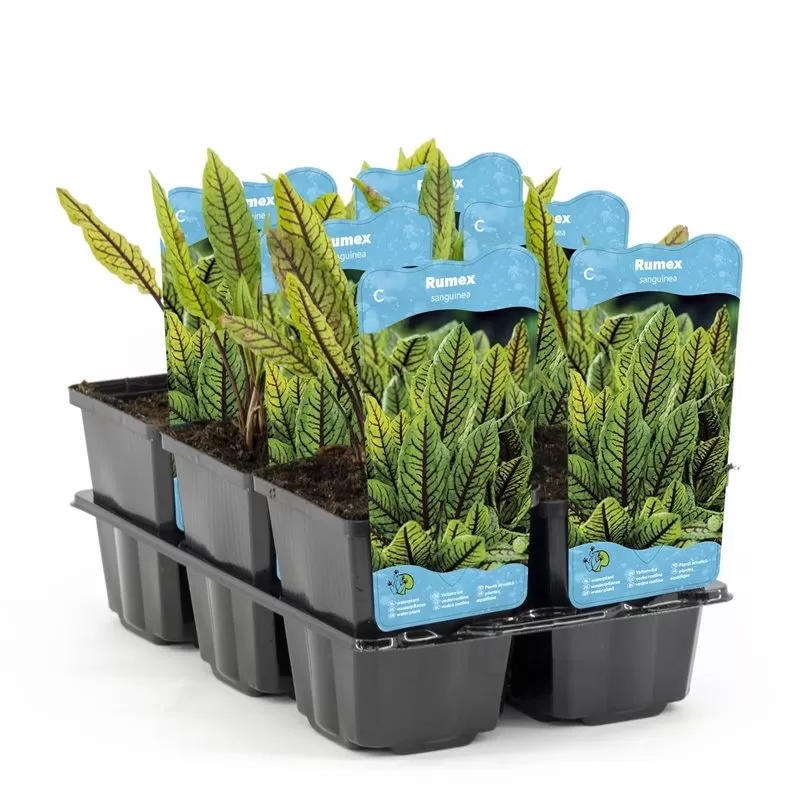 Rumex sauvignea P9C0.5