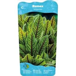 Rumex sauvignea P9C0.5