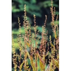 Rumex sauvignea P9C0.5