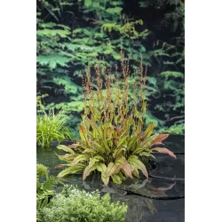 Rumex sauvignea P9C0.5