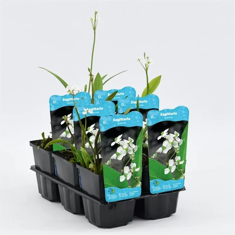 Sagittaria graminea P9C0.5