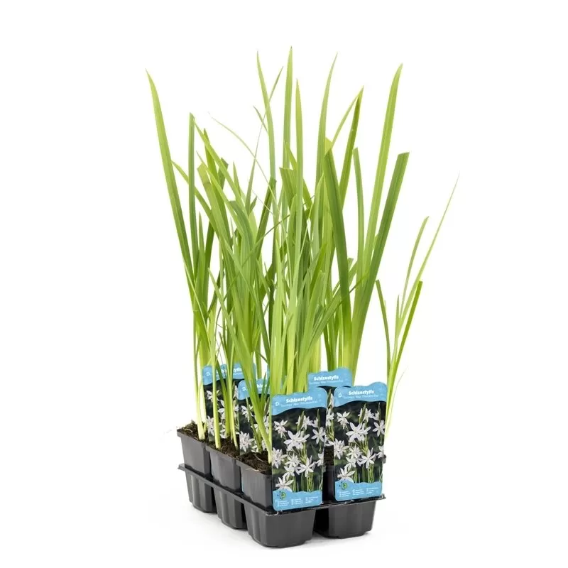 Schizostylis coccinea Alba P9C0.5