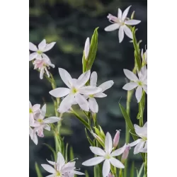 Schizostylis coccinea Alba P9C0.5