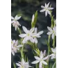 Schizostylis coccinea Alba P9C0.5
