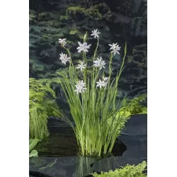 Schizostylis coccinea Alba P9C0.5