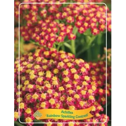 Kraujažolė - Achillea Rainbow Sparkling Contrast P11