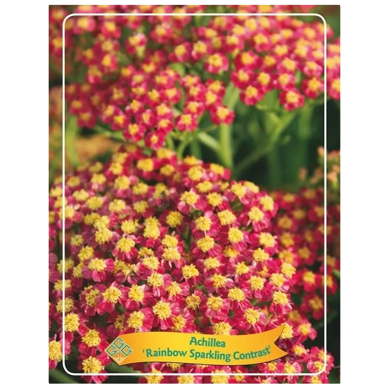 Kraujažolė - Achillea Rainbow Sparkling Contrast P11