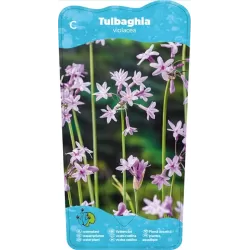 Thulbachia violance P9C0.5