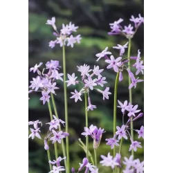 Thulbachia violance P9C0.5