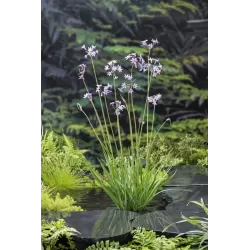 Thulbachia violance P9C0.5