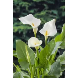 Zantedeschia aethiopica P9C0.5