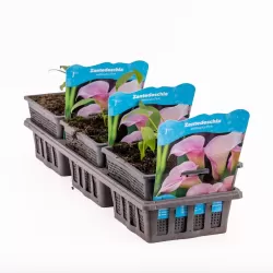 Zantedeschia Pink P18X18