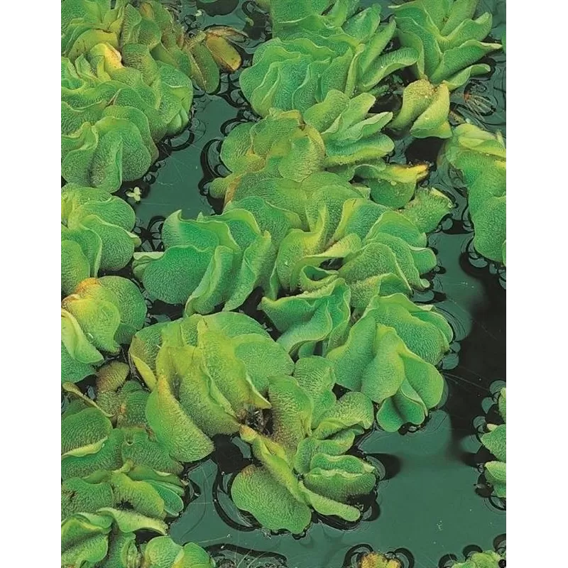 Salvinia natans LOOSE