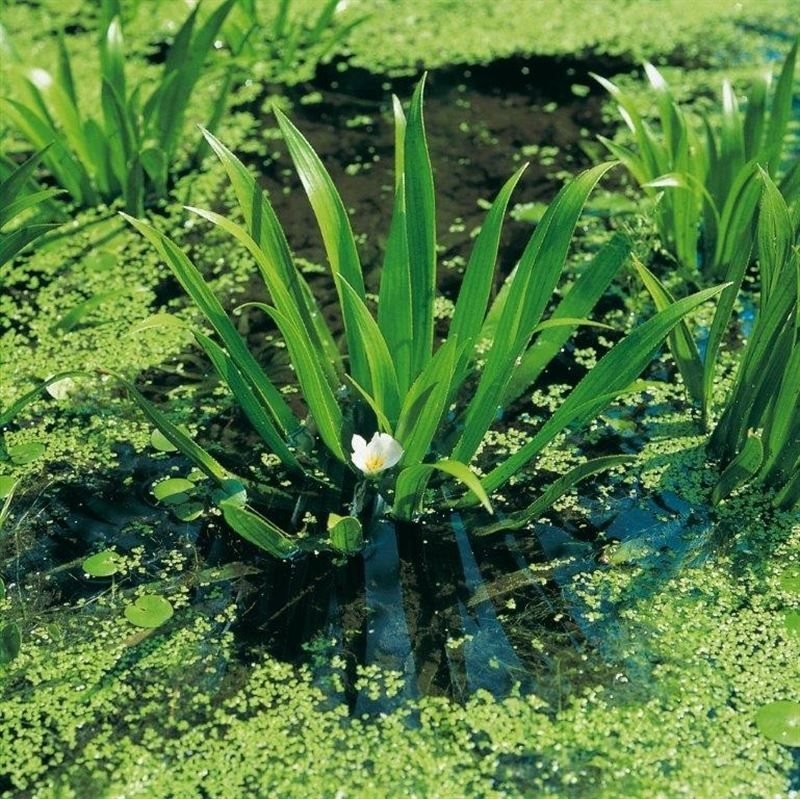 Stratiotes aloides LOOSE