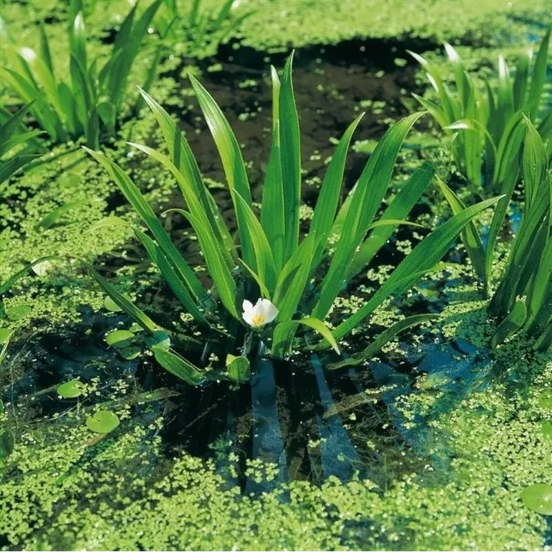 Stratiotes aloides LOOSE