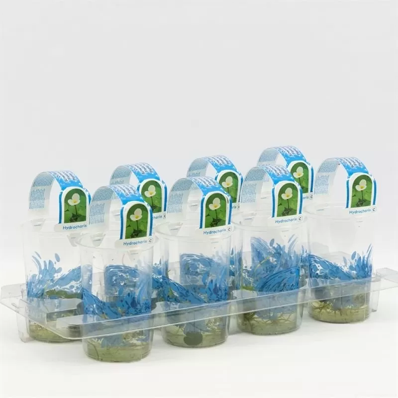 Hydrocharis morsus-ranae cup medium Floating plants and oxygen plants in cup