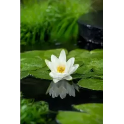 Nymphaea Albatros P11X11