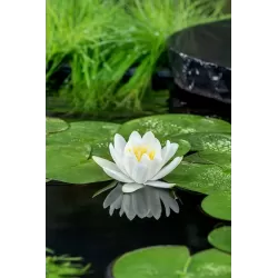 Nymphaea Gladstoniana P11X11