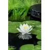Nymphaea Gladstoniana P11X11