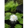 Nymphaea Gonnere P11X11