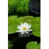 Nymphaea Marliacea Albida P11X11