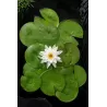 Nymphaea Marliacea Albida P11X11