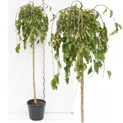 Medžiai vazonuose ir su šaknų gumulu - atsiėmimas medelyne Vitaflora