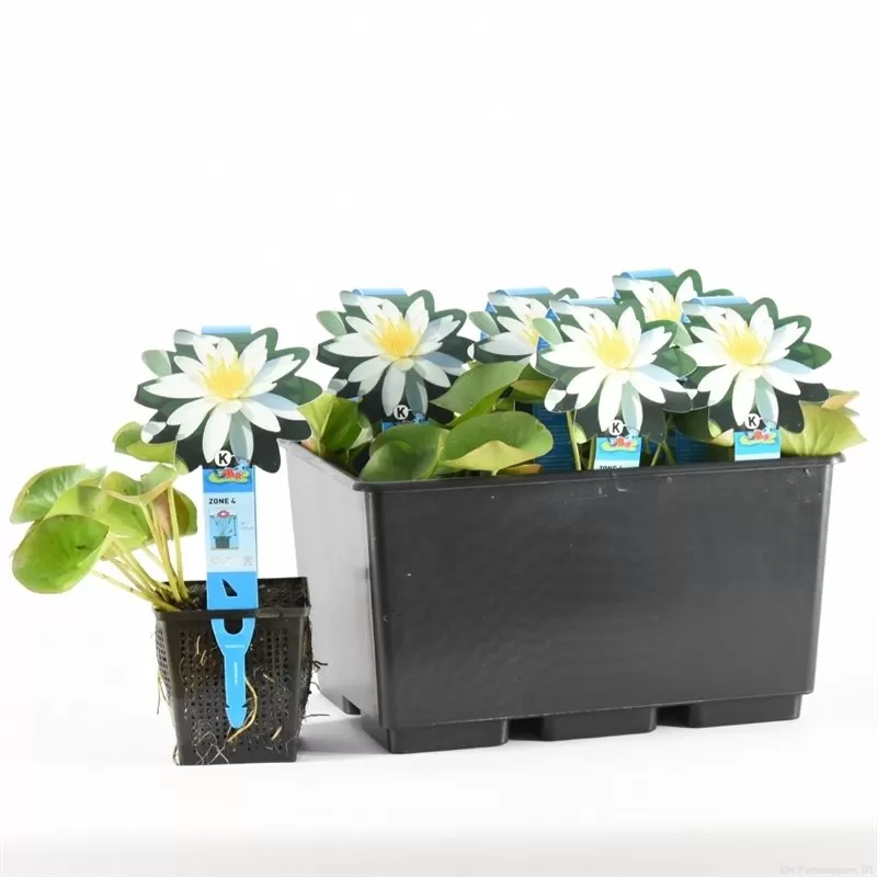 Nymphaea Odorata Alba P11X11