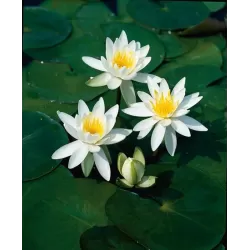 Nymphaea Odorata Alba P11X11