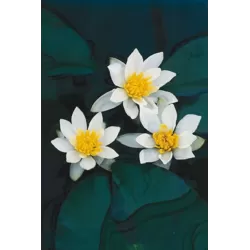 Nymphaea Pygmea Alba P11X11