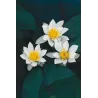 Nymphaea Pygmea Alba P11X11