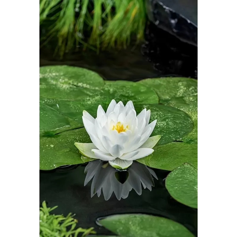 Nymphaea Perrys double white  P11X11