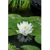 Nymphaea Perrys double white  P11X11