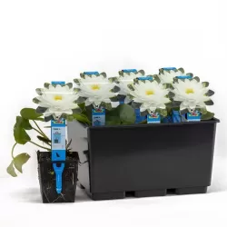 Nymphaea Perrys double white  P11X11