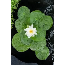 Nymphaea Perrys double white  P11X11