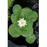 Nymphaea Perrys double white  P11X11