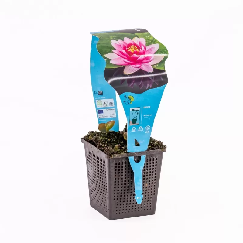 Nymphaea Attraction P11X11