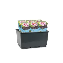 Nymphaea Attraction P11X11