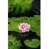 Nymphaea Attraction P11X11