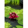 Nymphaea Black princess  P11X11